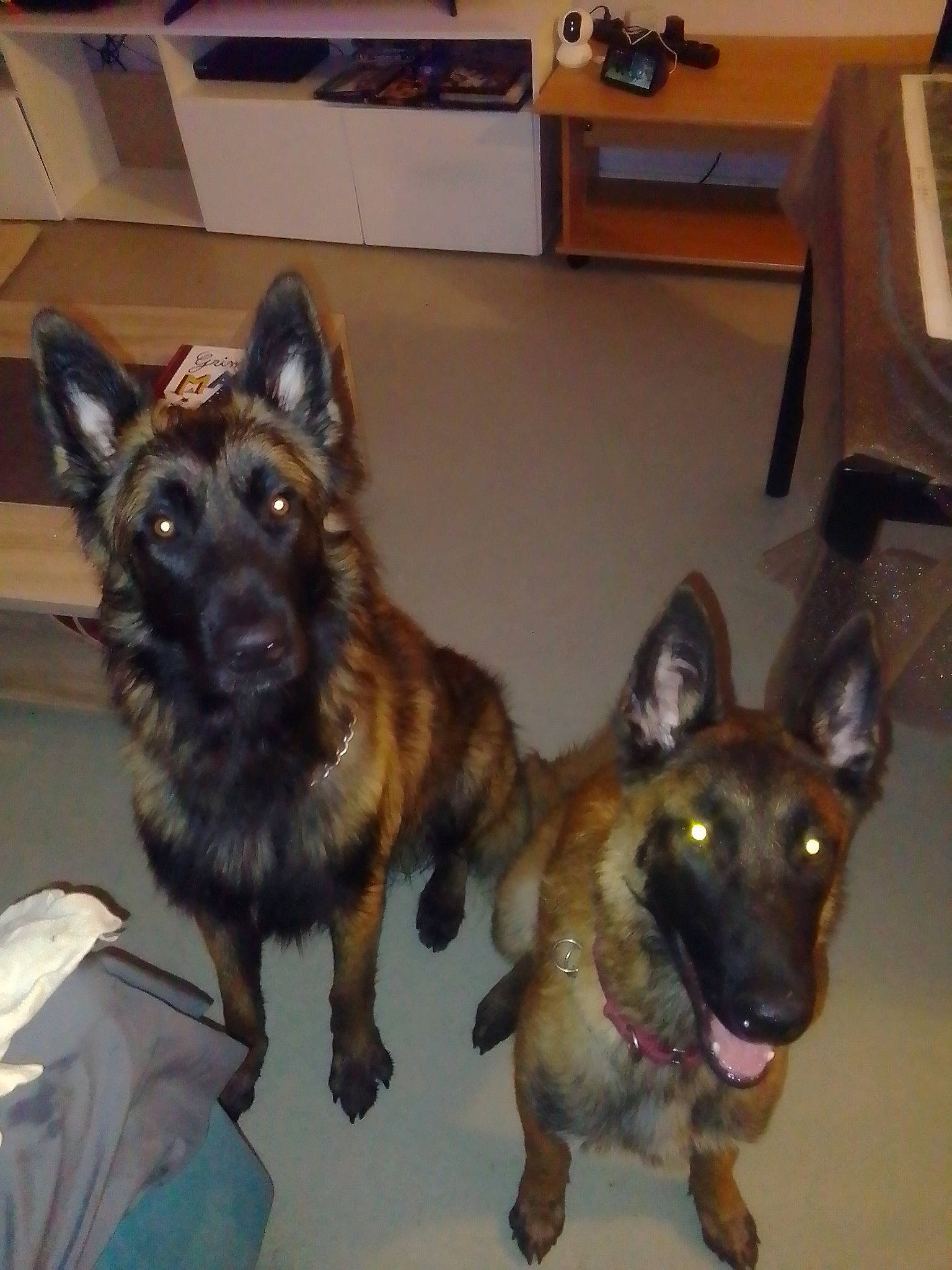 Athéna participe au concours pour gagner de l'argent avec cette photo : canidae, carnivore, companion_dog, dog, dog_breed, dog_supply, east_european_shepherd, fur, german_shepherd_dog, herding_dog, king_shepherd, old_german_shepherd_dog, snout, sporting_group, working_animal, working_dog