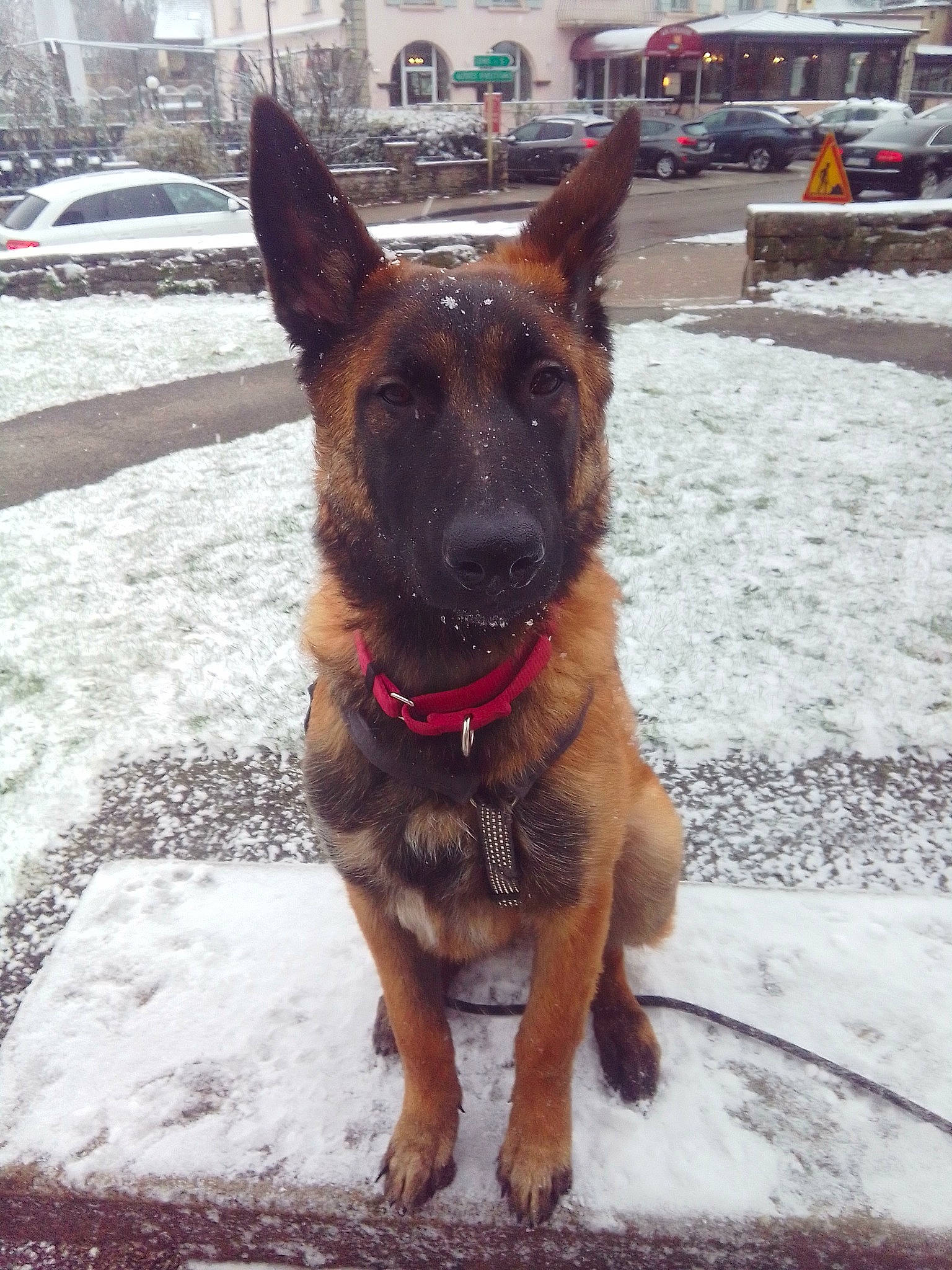 Athéna participe au concours pour gagner de l'argent avec cette photo : canidae, carnivore, collar, companion_dog, dog, dog_breed, east_european_shepherd, fawn, german_shepherd_dog, guard_dog, herding_dog, liver, plant, snout, snow, sporting_group, wheel, window, working_animal, working_dog