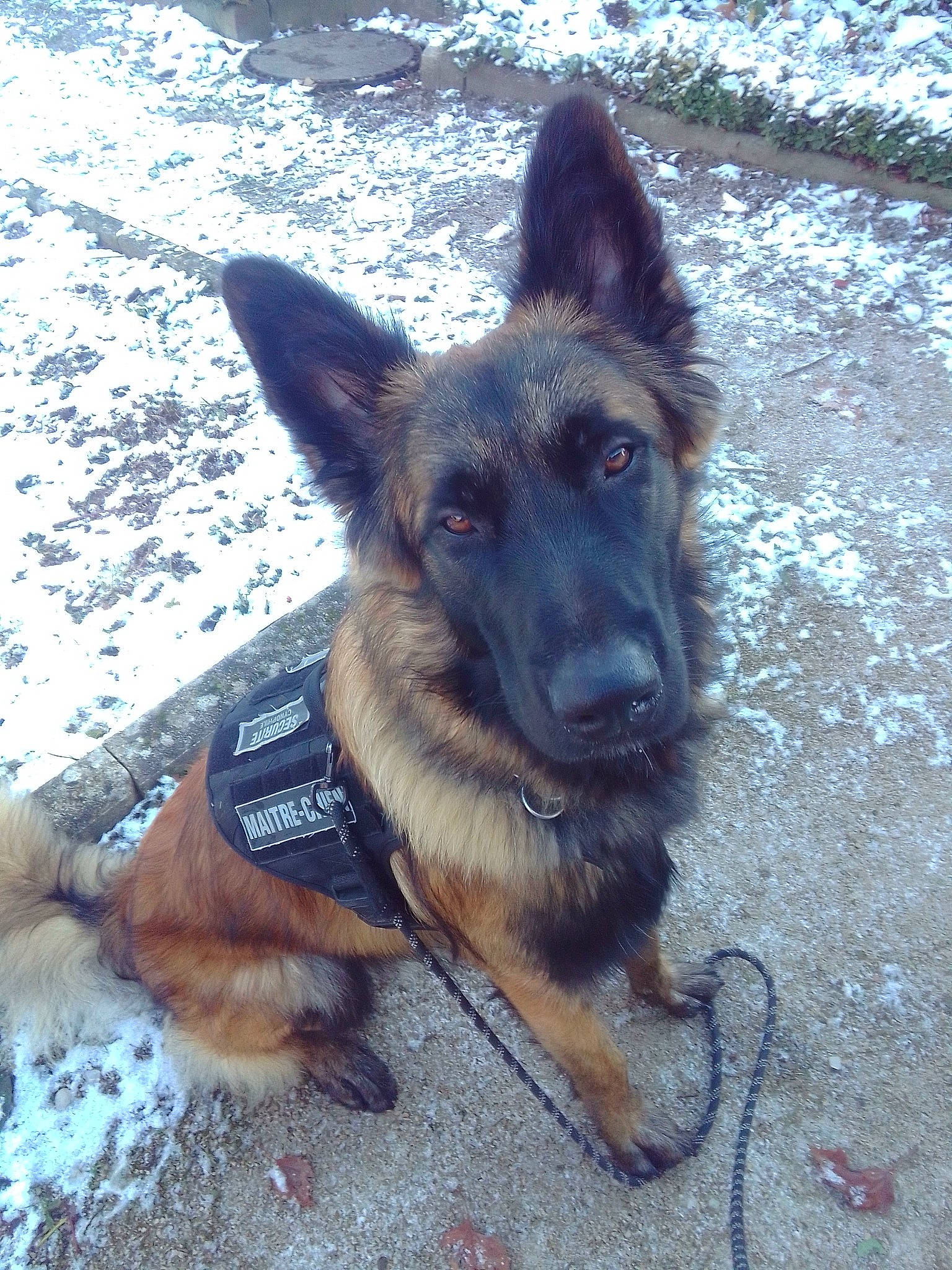 Jupiter a rejoint le concours — aidez-le/la à gagner de superbes lots ! ancient_dog_breeds, belgian_shepherd_malinois, canidae, carnivore, companion_dog, dog, dog_breed, dog_supply, east_european_shepherd, fawn, german_shepherd_dog, guard_dog, herding_dog, king_shepherd, old_german_shepherd_dog, snout, snow, sporting_group, working_animal, working_dog