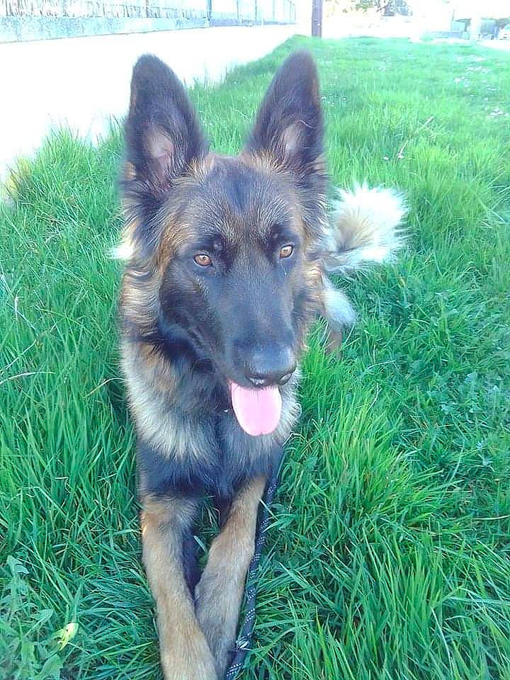 Jupiter participe au concours pour gagner de l'argent avec cette photo : canidae, carnivore, companion_dog, dog, dog_breed, east_european_shepherd, fawn, german_shepherd_dog, grass, guard_dog, herbaceous_plant, herding_dog, king_shepherd, old_german_shepherd_dog, plant, snout, sporting_group, tervuren, working_animal, working_dog