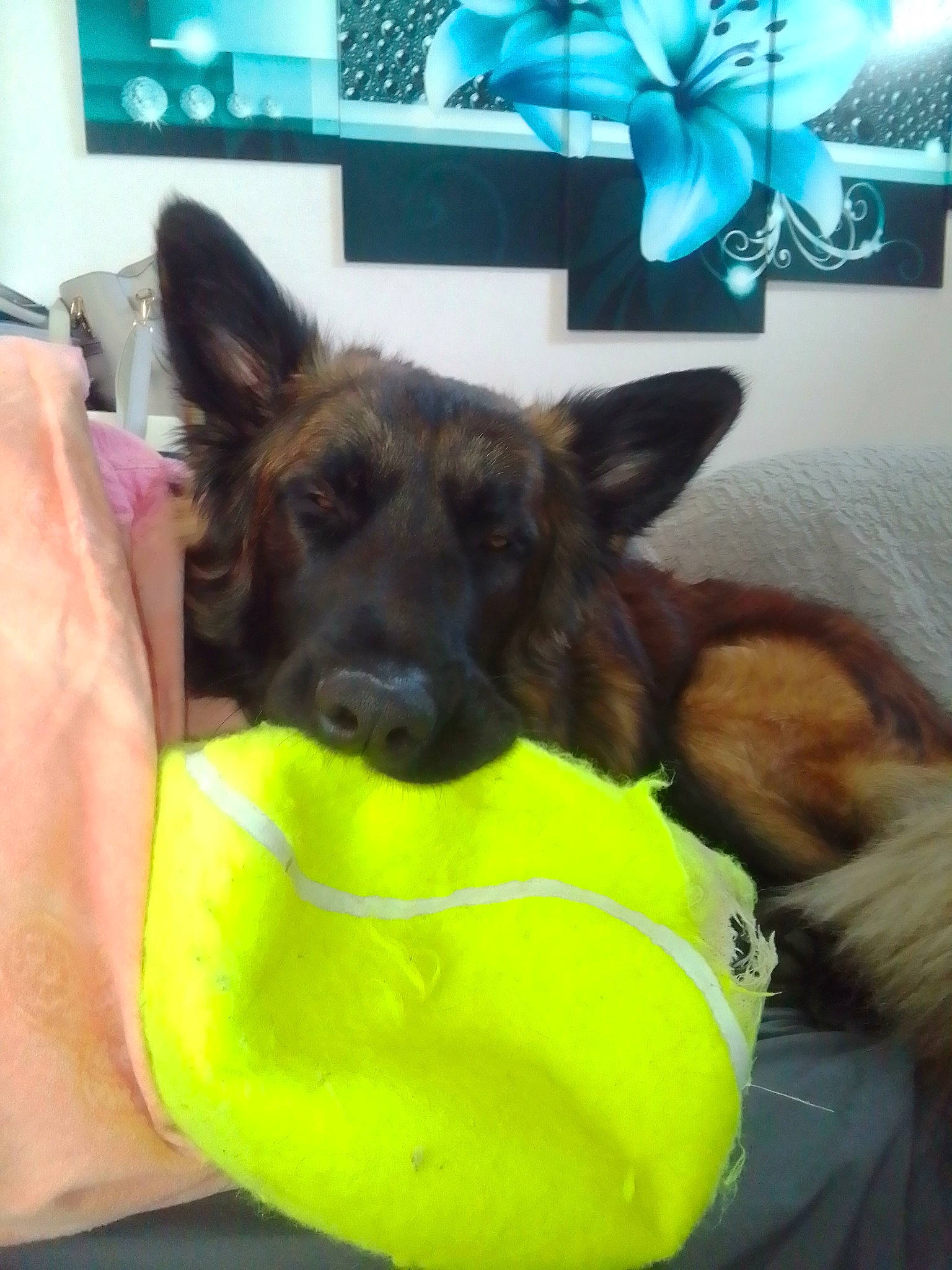 Jupiter participe au concours pour gagner de l'argent avec cette photo : canidae, carnivore, companion_dog, dog, dog_breed, dog_supply, ear, fawn, fur, german_shepherd_dog, gesture, guard_dog, herding_dog, old_german_shepherd_dog, paw, picture_frame, sporting_group, toy_dog, working_animal, working_dog