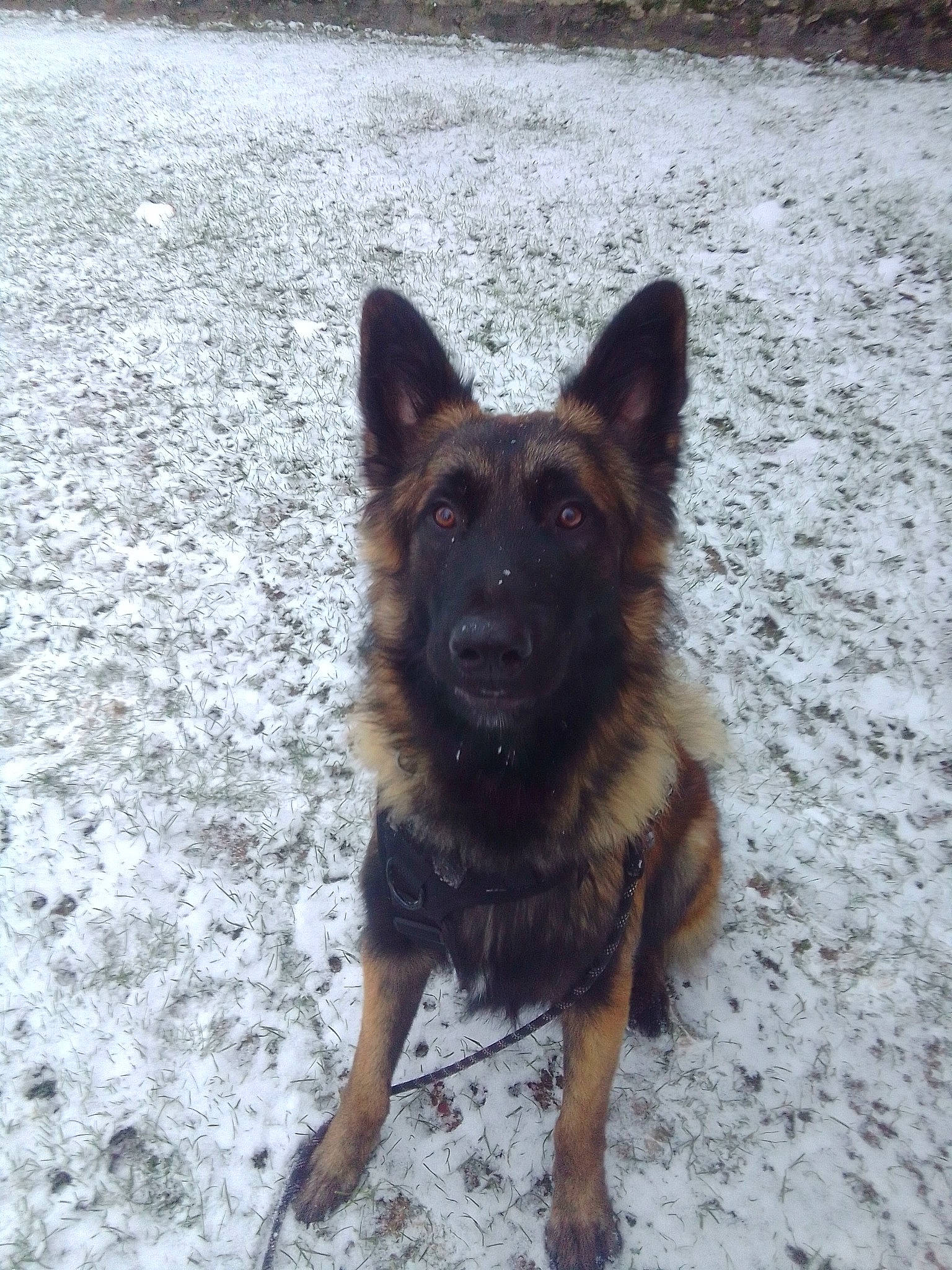 Jupiter participe au concours pour gagner de l'argent avec cette photo : canidae, carnivore, companion_dog, dog, dog_breed, east_european_shepherd, fawn, foot, german_shepherd_dog, guard_dog, herding_dog, king_shepherd, old_german_shepherd_dog, snout, snow, sporting_group, street_dog, terrestrial_animal, working_animal, working_dog