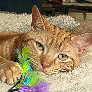 Jinx joined the competition — help win amazing prizes! cat, ginger_cat, pet, feline, animal, toy, feathers, close_up, resting, cozy, bed, blanket, indoor, paw, whiskers, face, cute, relaxed, fur, sleepy