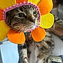 cat, tabby_cat, costume, flower, felt, pet, animal, whiskers, closeup, portrait, indoor, person, holding, curious, colorful, orange, yellow, pink, fur, clothing