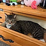 Blu joined the competition — help win amazing prizes! cat, tabby, drawer, wooden_furniture, plush_toys, stuffed_animals, indoor, curious, pet, feline, striped, relaxed, cozy, carpet, collar, household_items, storage, drawer_handle, resting, alert
