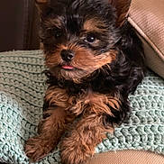 Oliver joined the competition — help win amazing prizes! puppy, dog, small_dog, fluffy, cute, tongue_out, knitted_blanket, cozy, indoor, pet, fur, animal, resting, close_up, adorable, young, portrait, brown, black, ears