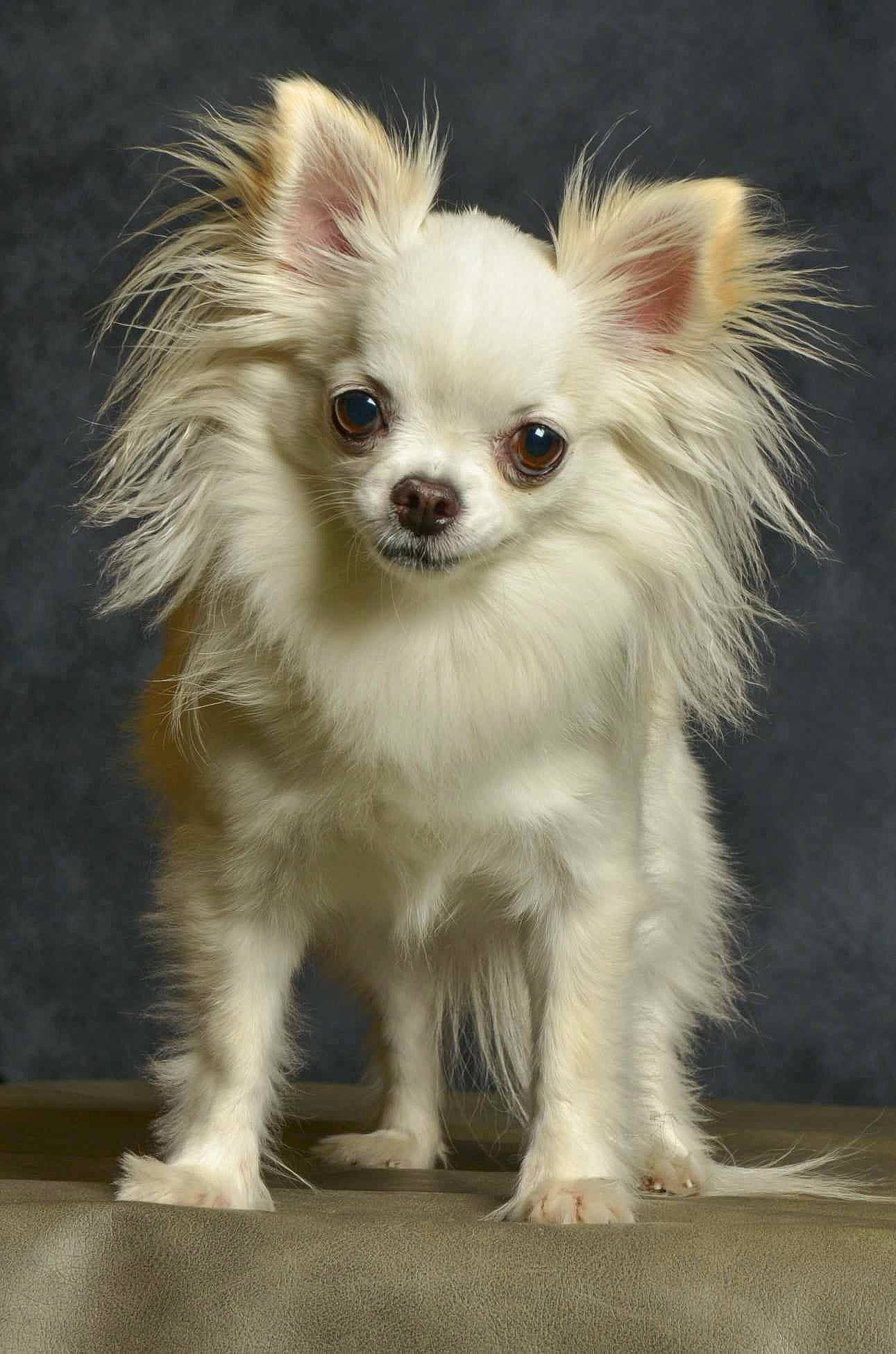 Wendy participe au concours pour gagner de l'argent avec cette photo : canidae, carnivore, companion_dog, corgi_chihuahua, dog, dog_breed, dog_supply, ear, eye, fawn, fur, hair, head, iris, non_sporting_group, snout, toy_dog, whiskers