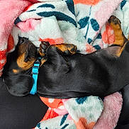 Athéna a rejoint le concours — aidez-le/la à gagner de superbes lots ! animal, black, blanket, collar, comfort, cozy, cute, dog, fur, indoor, lying_down, paw, pet, puppy, resting, sleeping, snuggled, soft, tan, warm