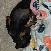 Athéna participe au concours pour gagner de l'argent avec cette photo : puppy, dog, sleeping, blanket, fleece, cozy, resting, black, tan, fur, paw, cute, pet, indoor, soft, animal, comfort, nap, young, relaxed