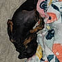 puppy, dog, sleeping, blanket, fleece, cozy, resting, black, tan, fur, paw, cute, pet, indoor, soft, animal, comfort, nap, young, relaxed