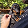 Athéna participe au concours pour gagner de l'argent avec cette photo : puppy, dog, dachshund, black_and_tan, pet, cute, animal, hand, tattoo, outdoor, sunlight, portrait, closeup, young, fur, ears, eyes, watching, love, holding