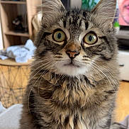 Scar participe au concours pour gagner de l'argent avec cette photo : animal_portrait, cat, close_up, curious, cute, domestic_animal, ears, feline, fluffy, furniture, household, indoor, living_room, person_on_tv, pet, tabby, television, whiskers, wide_eyes, wooden_floor
