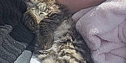 Scar participe au concours pour gagner de l'argent avec cette photo : kitten, cat, sleeping, furry, tabby, pet, animal, cozy, blanket, lap, car_interior, human_arm, resting, cute, soft, sunlight, relaxation, fur, comfort, domestic