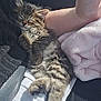 kitten, cat, sleeping, furry, tabby, pet, animal, cozy, blanket, lap, car_interior, human_arm, resting, cute, soft, sunlight, relaxation, fur, comfort, domestic
