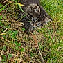 kitten, cat, grass, stick, outdoor, animal, pet, playful, curious, furry, nature, young, small, brown, black, white, ears, whiskers, claws, ground