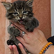 Scar participe au concours pour gagner de l'argent avec cette photo : kitten, cat, tabby, feline, pet, animal, hand, jewelry, ring, bracelet, paw, fur, cute, young, indoor, closeup, expression, holding, wall, texture