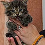 kitten, cat, tabby, feline, pet, animal, hand, jewelry, ring, bracelet, paw, fur, cute, young, indoor, closeup, expression, holding, wall, texture