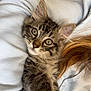 kitten, cat, tabby, fur, eyes, pet, cute, indoor, cozy, blanket, white_clothing, couch, home, resting, young_animal, closeup, portrait, feline, animal, curious
