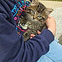 kitten, cat, tabby, blue_eyes, person, hoodie, sitting, outdoor, grass, bench, stone, holding, cute, furry, animal, young_cat, casual_clothing, daylight, nature, pet