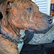 Bam joined the competition — help win amazing prizes! dog, brindle, close_up, profile, pet, animal, inside_vehicle, tattoo, tattooed_arm, collar, chain_collar, brown_fur, white_chest, sitting, window, human_arm, black_shirt, focus, side_view, domestic_animal