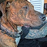 dog, brindle, close_up, profile, pet, animal, inside_vehicle, tattoo, tattooed_arm, collar, chain_collar, brown_fur, white_chest, sitting, window, human_arm, black_shirt, focus, side_view, domestic_animal