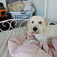 Harley Quinn is registered to the contest to win money with this photo: dog, bed, blanket, pink, laundry_basket, clothes, indoor, furniture, pet, resting, white_dog, casual, household, relaxed, cozy, comfort, domestic, fur, canine, room