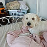 dog, bed, blanket, pink, laundry_basket, clothes, indoor, furniture, pet, resting, white_dog, casual, household, relaxed, cozy, comfort, domestic, fur, canine, room