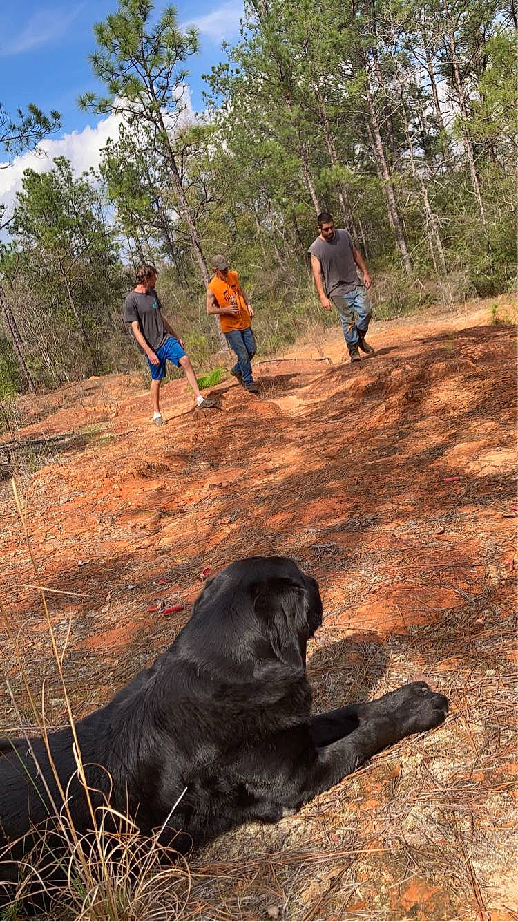 Duke is registered to the contest to win money with this photo: adventure, carnivore, dog, forest, grass, hiking, jungle, landscape, leisure, people_in_nature, plant, recreation, rock, sky, slope, soil, tree, walking, wilderness, working_animal