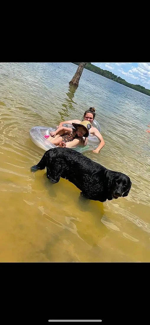 Duke joined the competition — help win amazing prizes! beach, canidae, carnivore, crocodile, crocodilia, dog, dog_breed, fun, guard_dog, lake, leisure, ocean, personal_protective_equipment, recreation, sporting_group, tail, water, wave, wind_wave, working_animal