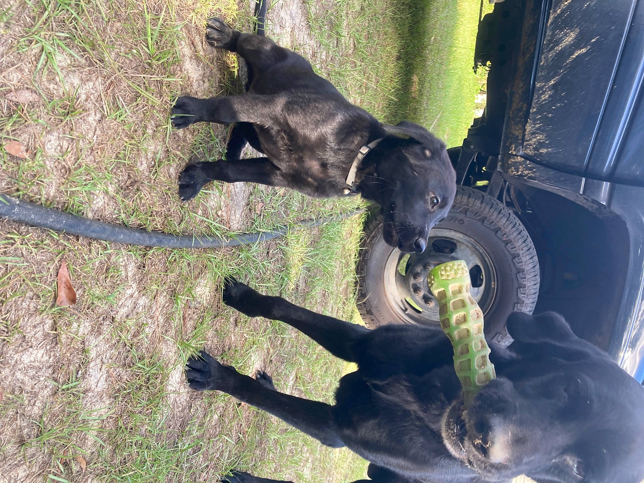 Duke joined the competition — help win amazing prizes! auto_part, automotive_tire, canidae, carnivore, collar, companion_dog, dog, dog_breed, fawn, grass, plant, snout, sporting_group, tail, tints_and_shades, tire, vehicle, vehicle_door, wheel, working_animal