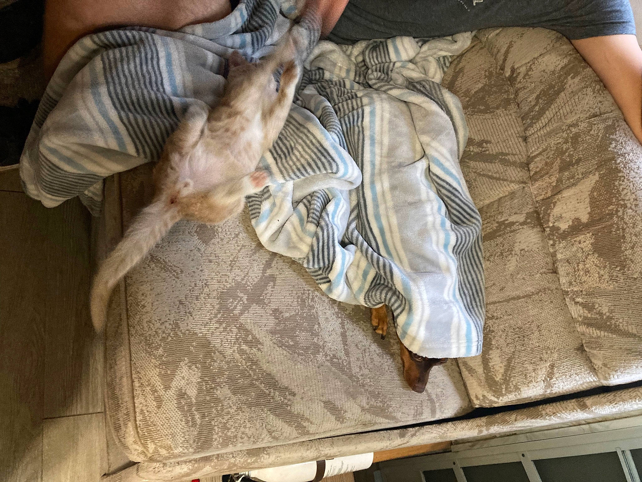 Cummins is registered to the contest to win money with this photo: companion_dog, felidae, fish, fur, small_to_medium_sized_cats, tail, whiskers, wood