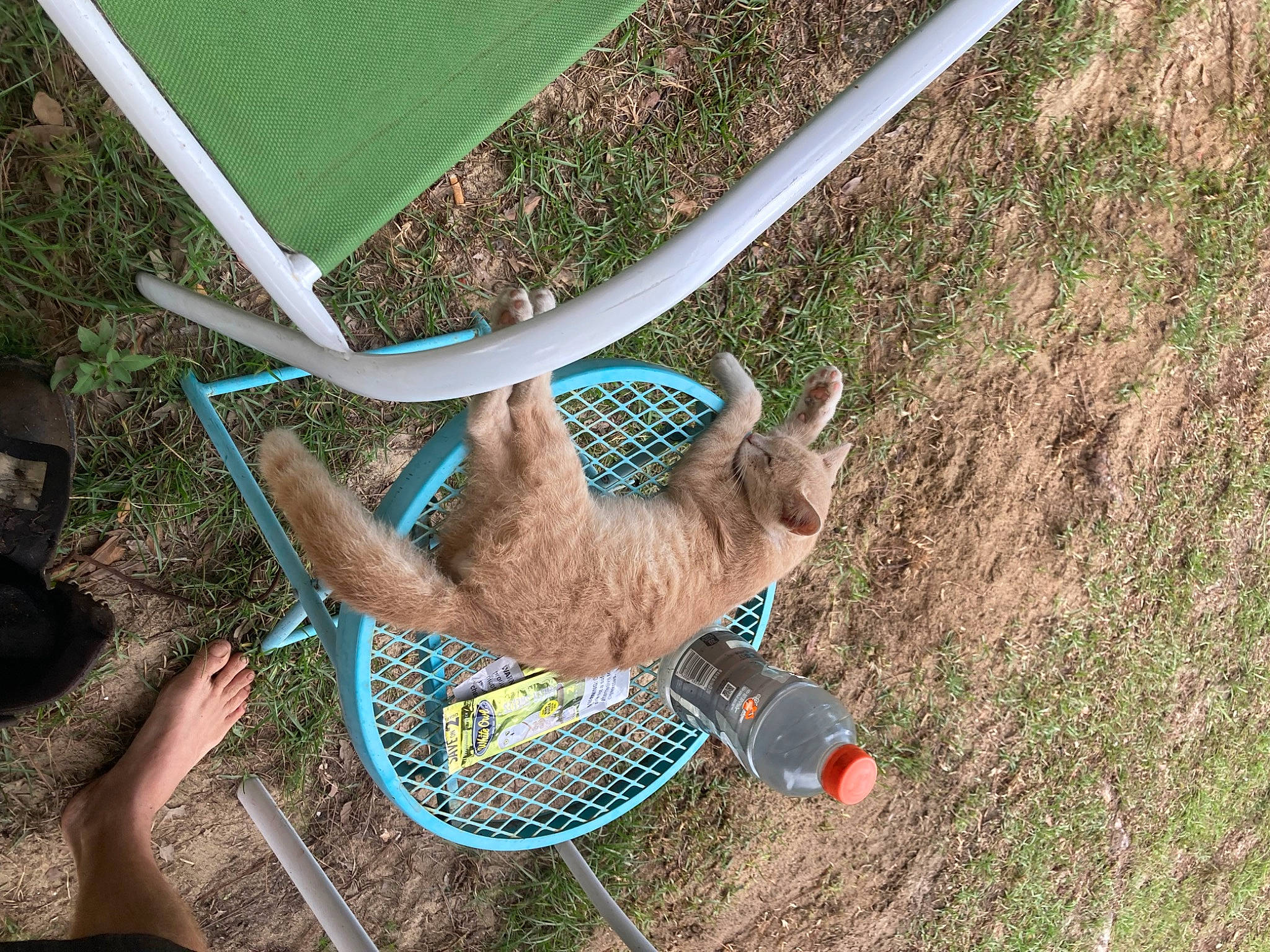 Cummins is registered to the contest to win money with this photo: basket, canidae, dog_breed, fawn, fun, grass, grass_family, horn, leisure, mesh, plant, soil, sporting_group, tail, terrestrial_animal, tree, yard