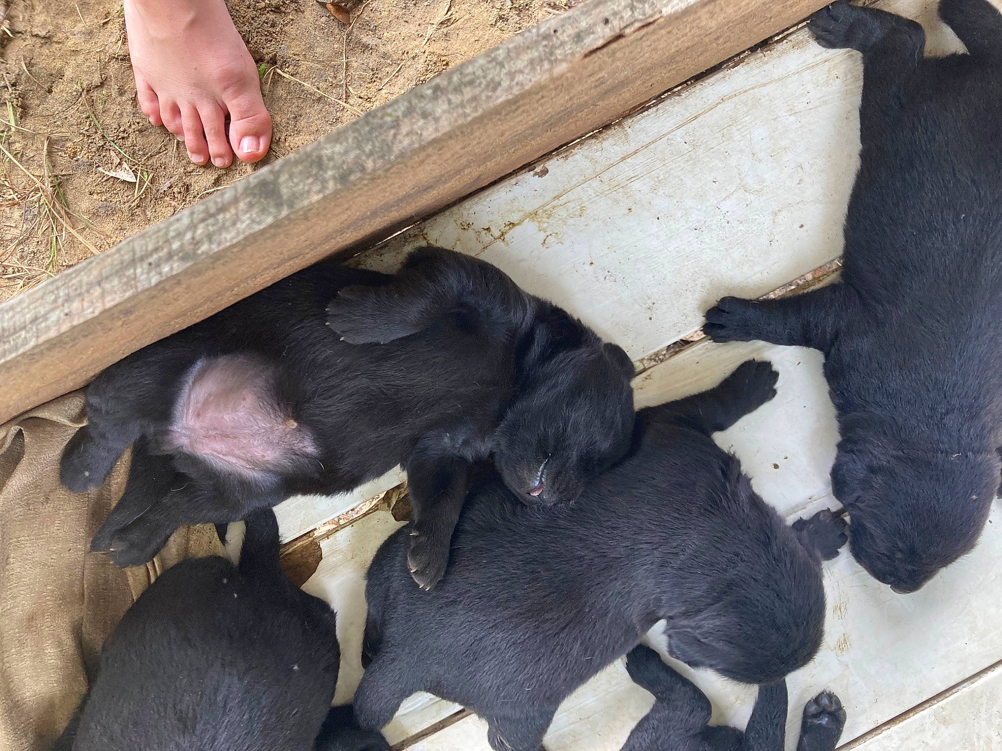 Remi joined the competition — help win amazing prizes! carnivore, comfort, companion_dog, dog, dog_breed, foot, fur, liver, livestock, nail, natural_material, sharing, soil, sporting_group, tail, terrestrial_animal, wood, working_animal