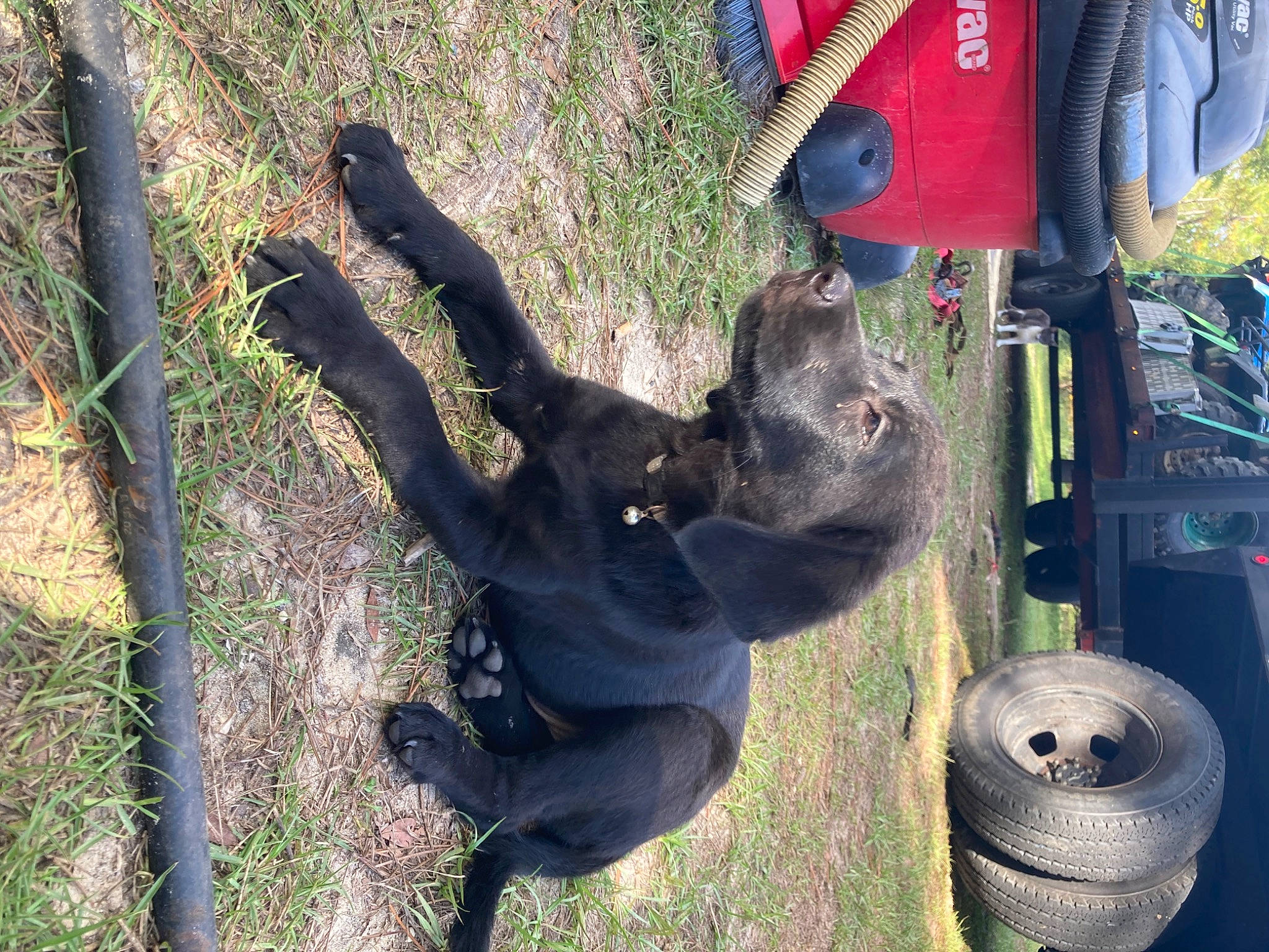 Remi joined the competition — help win amazing prizes! adventure, automotive_tire, canidae, carnivore, collar, dog, dog_breed, fawn, grass, guard_dog, plant, snout, sporting_group, tail, terrestrial_animal, tire, tree, working_animal, working_dog