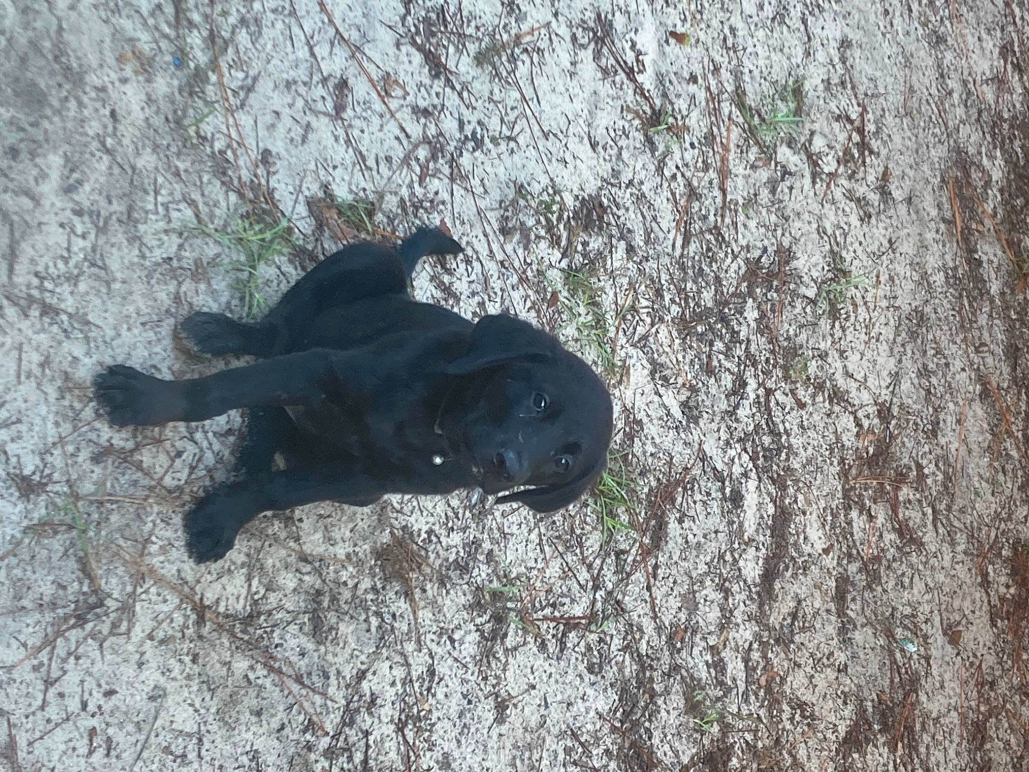 Remi is registered to the contest to win money with this photo: asphalt, black_cat, canidae, carnivore, dog_breed, freezing, glove, grass, human_leg, plant, road_surface, shadow, snout, soil, sporting_group, tail, terrestrial_animal, tree, trunk, wood