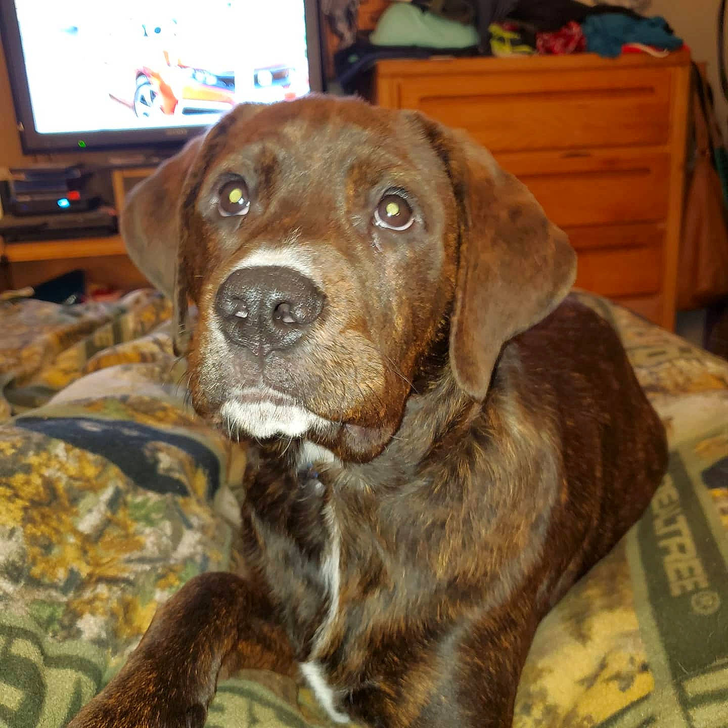 Chevy Or Bubby is registered to the contest to win money with this photo: beagador, braque_francais, canidae, carnivore, chesapeake_bay_retriever, dog, dog_breed, fawn, german_shorthaired_pointer, hunting_dog, labrador_retriever, liver, mammal, plott_hound, pointer, pointing_breed, rare_breed_dog, snout, sporting_group, vertebrate