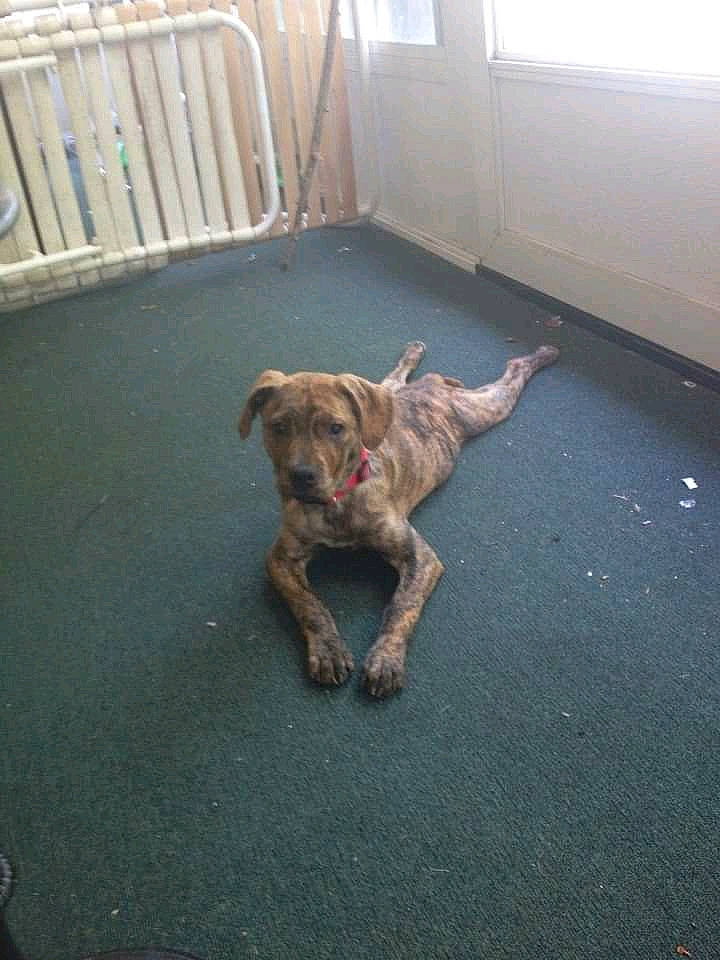 Camo is registered to the contest to win money with this photo: border_terrier, canidae, carnivore, dog, dog_breed, fawn, floor, liver, sporting_group, tail