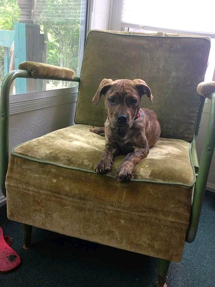 Camo is registered to the contest to win money with this photo: border_terrier, canidae, carnivore, chair, companion_dog, dog, dog_bed, dog_breed, furniture, table