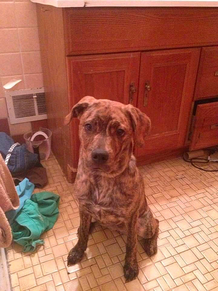 Camo joined the competition — help win amazing prizes! alaunt, american_pit_bull_terrier, bandog, cane_corso, canidae, carnivore, catahoula_bulldog, cimarron_uruguayo, companion_dog, dog, dog_breed, fawn, mammal, non_sporting_group, perro_de_presa_canario, pit_bull, rare_breed_dog, sporting_group, vertebrate, working_dog