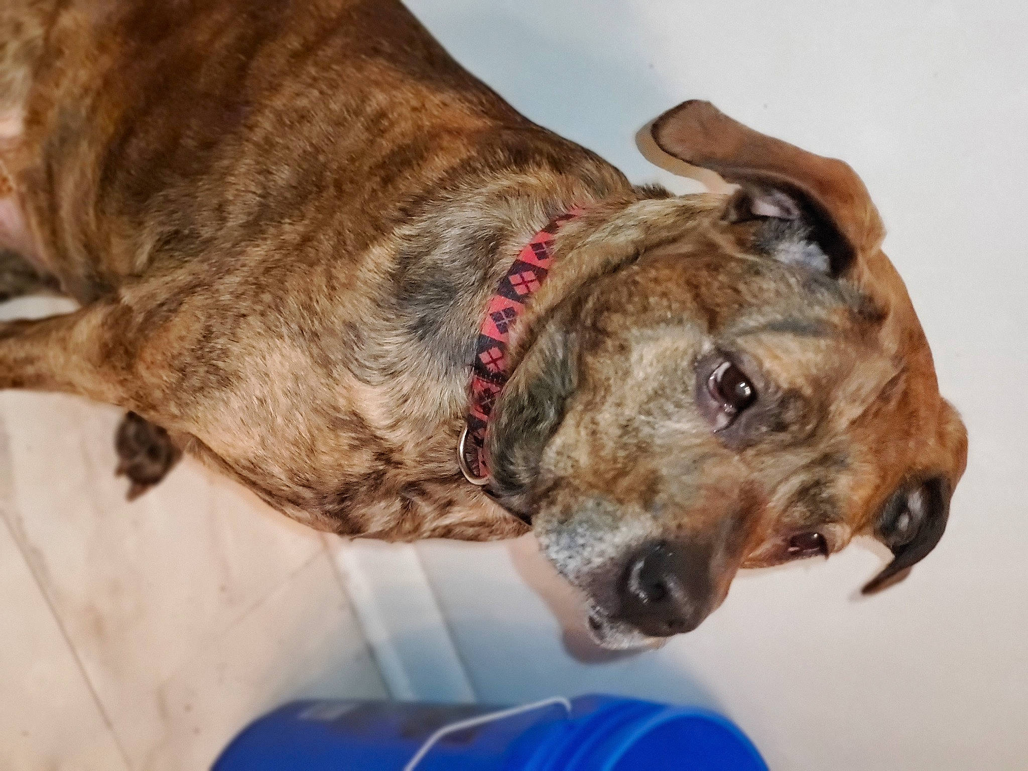 Camo joined the competition — help win amazing prizes! alano_espanol, american_pit_bull_terrier, american_staffordshire_terrier, canidae, carnivore, cimarron_uruguayo, collar, companion_dog, dog, dog_breed, dog_collar, ear, fawn, mountain_cur, non_sporting_group, perro_de_presa_mallorquin, pit_bull, plott_hound, snout, treeing_tennessee_brindle