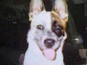 Abby is registered to the contest to win money with this photo: canidae, carnivore, dog, dog_breed, ear, mammal, nose, rat_terrier, street_dog, vertebrate