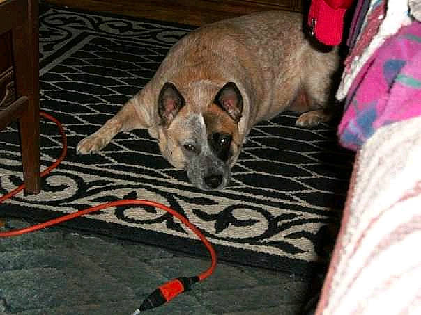 Abby joined the competition — help win amazing prizes! canidae, carnivore, dog, dog_breed, fawn, mammal, snout, vertebrate, whiskers