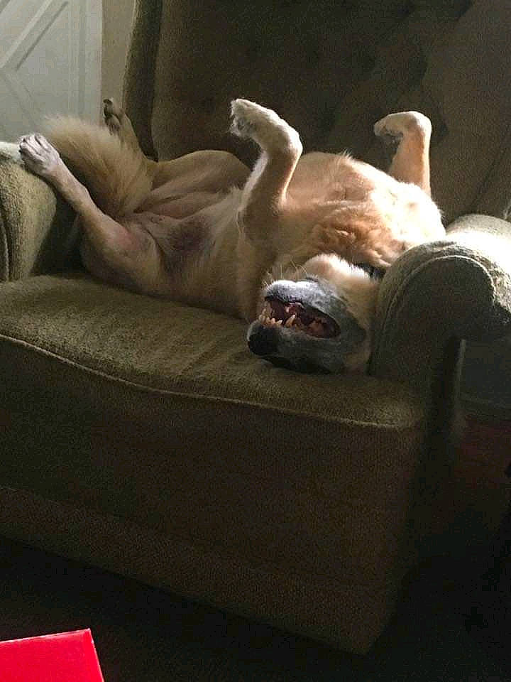 Abby joined the competition — help win amazing prizes! bulldog, canidae, carnivore, comfort, companion_dog, couch, dog, fawn, french_bulldog, furniture, interior_design, linens, living_room, nap, non_sporting_group, room, toy_dog