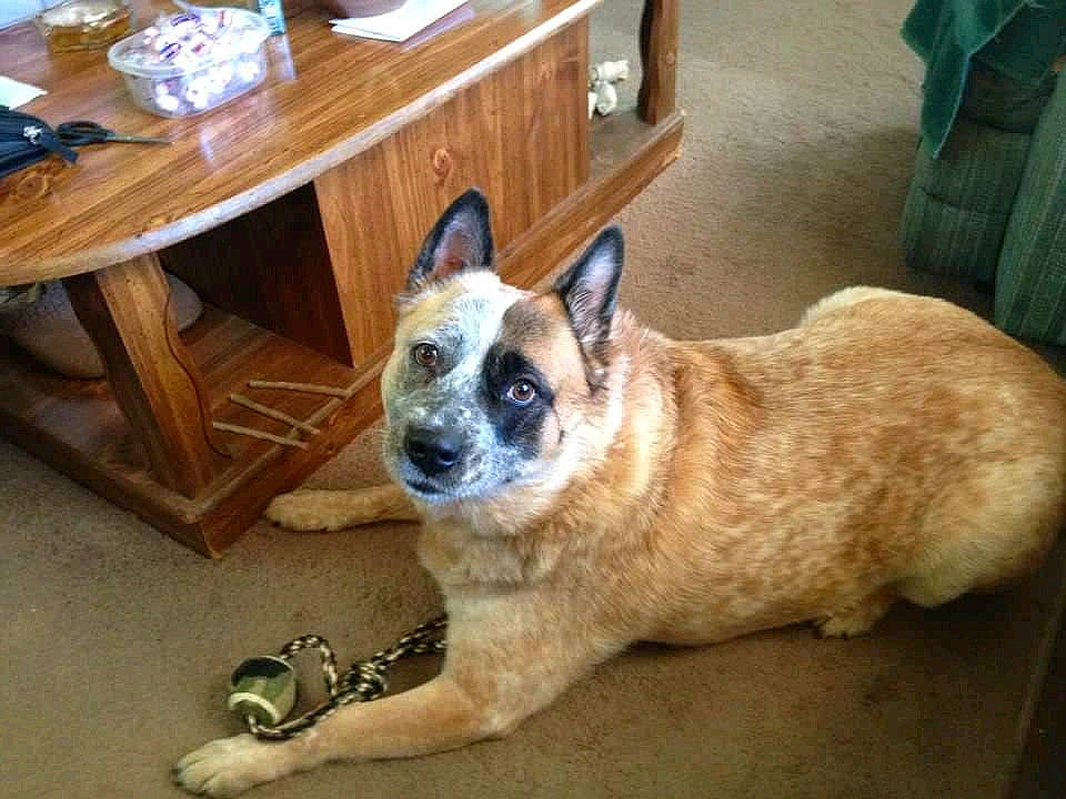 Abby is registered to the contest to win money with this photo: australian_cattle_dog, canidae, carnivore, dog, dog_breed, fawn, mammal, rare_breed_dog, vertebrate