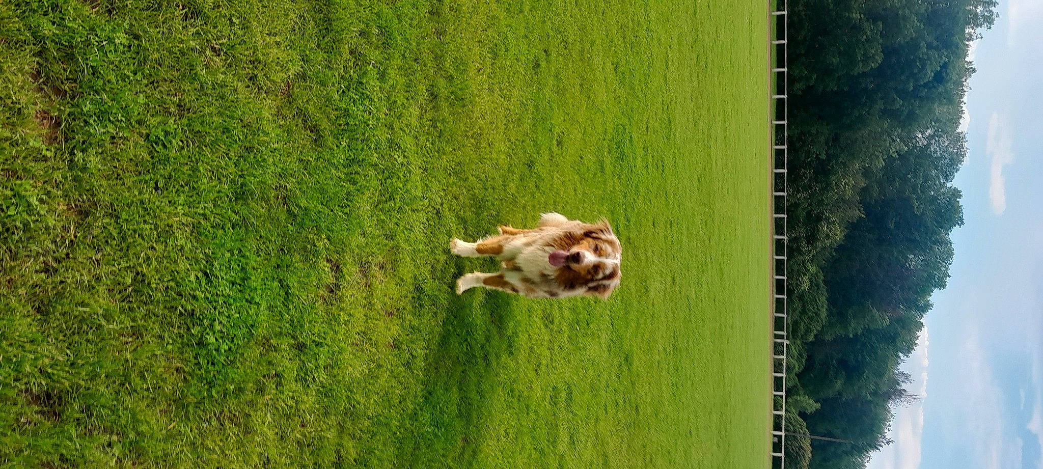 Urus a rejoint le concours — aidez-le/la à gagner de superbes lots ! carnivore, companion_dog, dog, dog_breed, fawn, field, grass, grass_family, grassland, green, landscape, lawn, leisure, meadow, natural_environment, pasture, plant, sporting_group, tree, wood