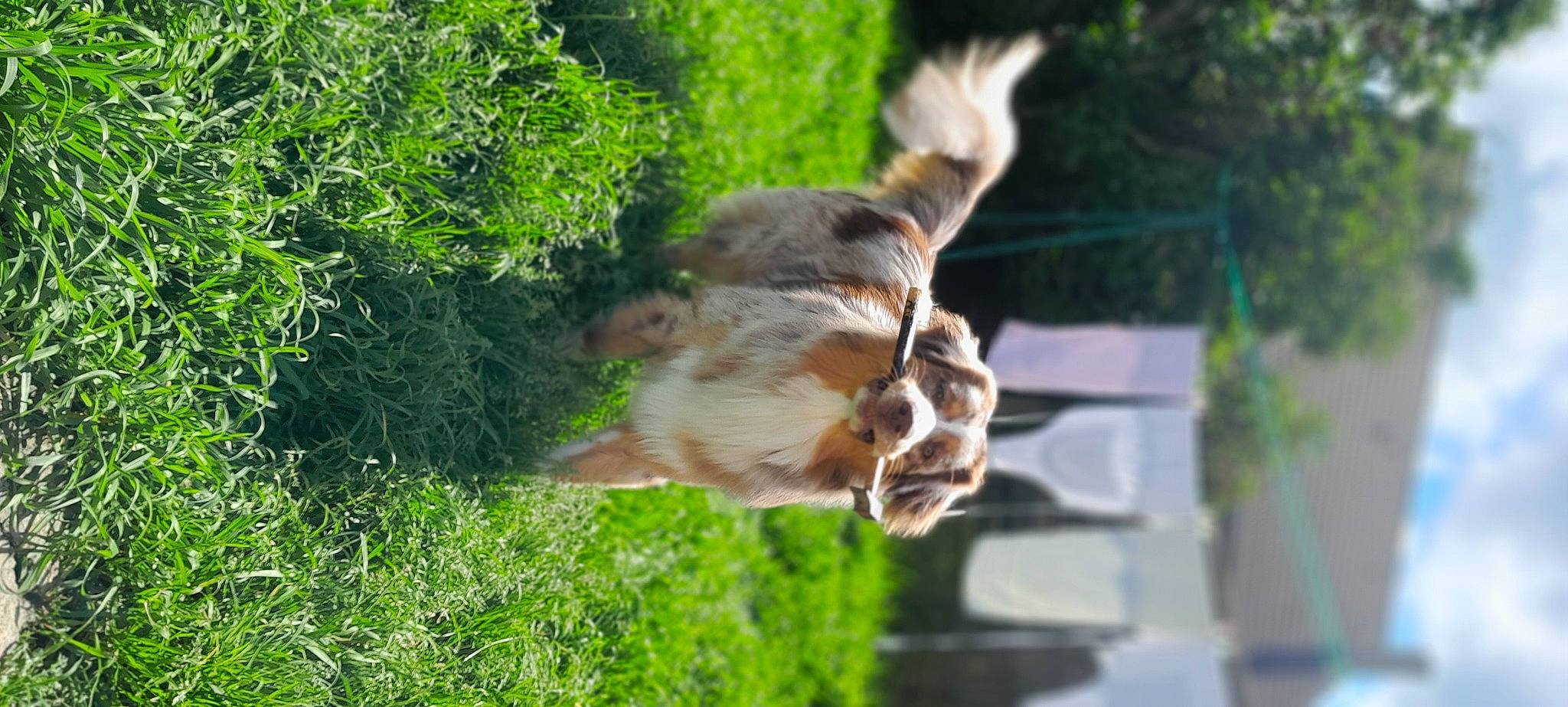 Urus participe au concours pour gagner de l'argent avec cette photo : canidae, carnivore, companion_dog, dog, dog_breed, fawn, felidae, giraffe, giraffidae, grass, paw, plant, small_to_medium_sized_cats, snout, sporting_group, tail, terrestrial_animal, tree, wildlife, working_animal