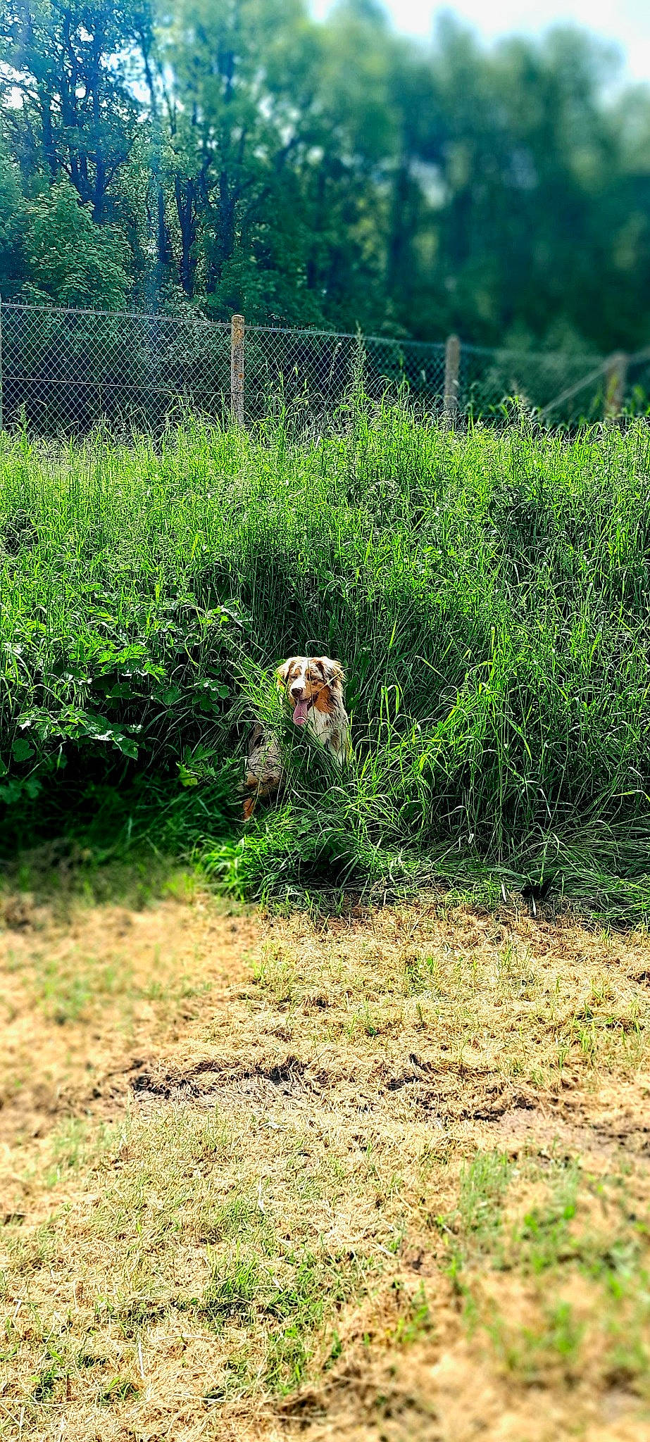 Urus participe au concours pour gagner de l'argent avec cette photo : agriculture, carnivore, ecoregion, fawn, field, grass, grass_family, grassland, groundcover, land_lot, landscape, lawn, mammal, natural_landscape, people_in_nature, plant, plant_community, shrub, terrestrial_animal, vertebrate
