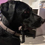 Otis is registered to the contest to win money with this photo: dog, black_dog, pet, canine, animal, collar, side_profile, close_up, face, snout, eye, fur, black_fur, indoors, home, chair, shelves, floor, cable, portrait