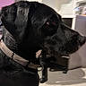 dog, black_dog, pet, canine, animal, collar, side_profile, close_up, face, snout, eye, fur, black_fur, indoors, home, chair, shelves, floor, cable, portrait