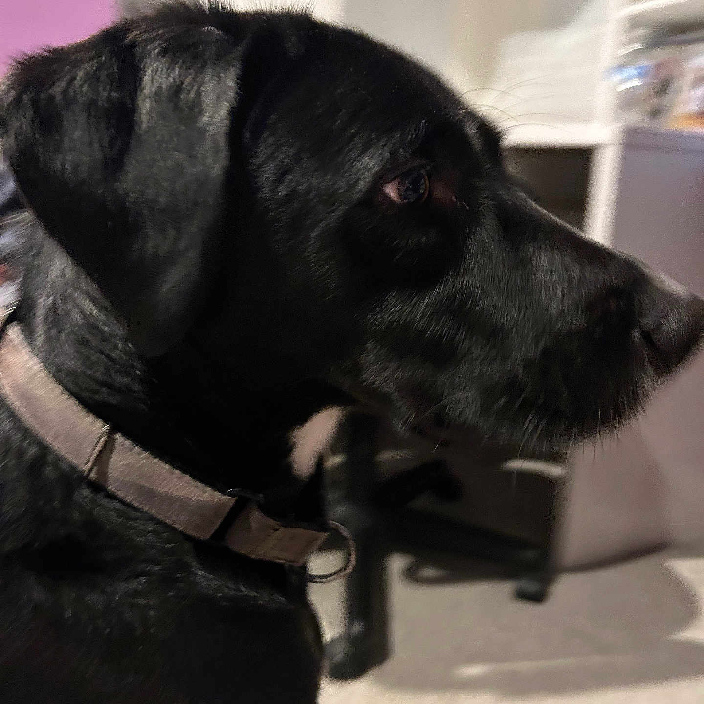 Otis